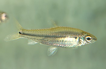 Neolebias trilineatus Afrikanischer Gl�hlichtsalmler 