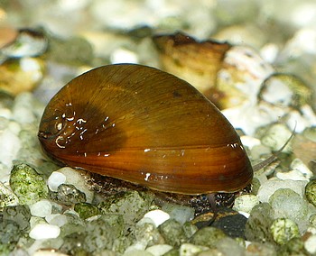 Neritina violacea 