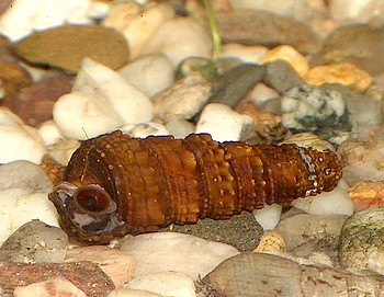 Pachymelania fusca, Afrikanische Turmdeckelschnecke, S��wasserschnecke