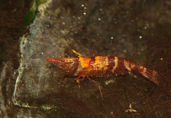 Caridina serratirostris, Ninja-Garnele, S��wassergarnele