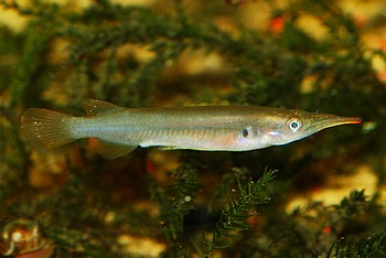 Nomorhamphus sagittarius 