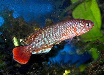 Nothobranchius caprivensis 02