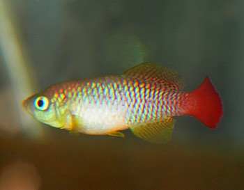 Nothobranchius foerschi