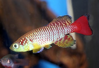 Nothobranchius guentheri 02