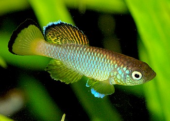 Nothobranchius guentheri, �Blue�