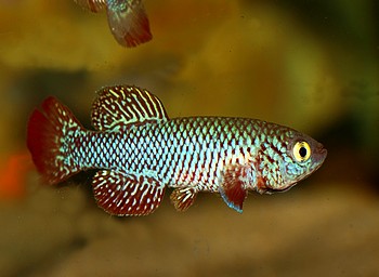 Nothobranchius kadleci PUNGWE 