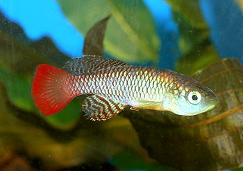 Nothobranchius palmqvisti