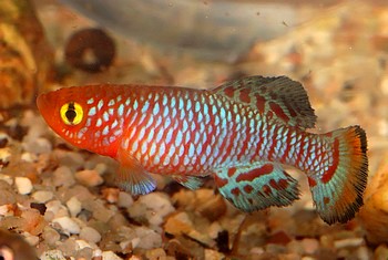 Nothobranchius rachowi