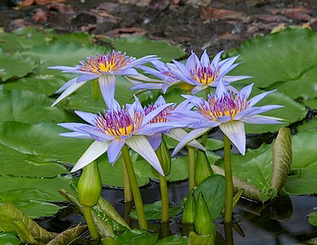 Nymphaea colorata, Bunte Seerose
