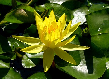 Nymphaea mexicana, Mexikanische Seerose