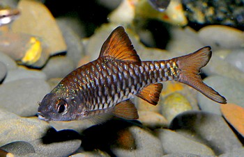 Oliotius oligolepis Eilandbarbe 