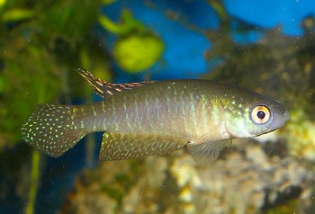 Simpsonichthys bookermani 