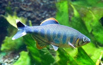 Opsarius ardens Orangenflossenb�rbling 