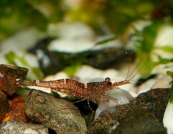Caridina loehae, Orangene Matano-Garnele, S��wassergarnele