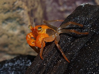 Geosesarma krathing, Orangekopfkrabbe