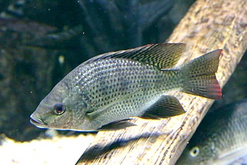 Oreochromis tanganicae Tanganjikatilapie 