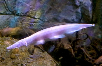 Orthosternarchus tamandua 