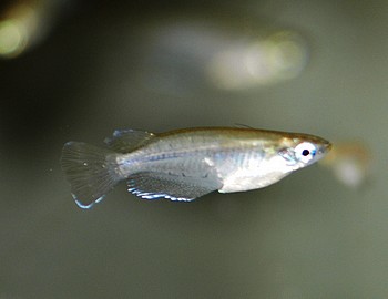 Oryzias dancena 02