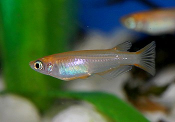 Oryzias latipes Japank�rpfling 