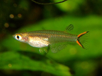 Oryzias minutillus Zwergreisfisch 014