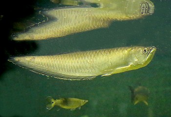 Osteoglossum ferreiai Schwarzer Gabelbart