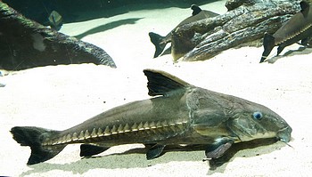 Oxydoras niger Schwarzer Dornwels 