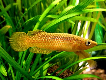 Pachypanchax playfairi T�pfelhechtling