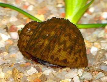 Paludomus loricatus, Bella-Schnecke, Marmorschnecke, S��wasserschnecke