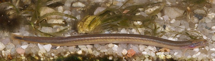 Pangio anguilaris Aal-Dornauge