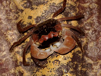 Metasesarma obesum, Marmorkrabbe