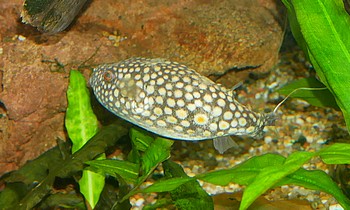 Pao abei Abes Kugelfisch