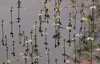 Hottonia palustris, Wasserfeder