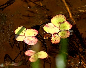 Spirodela polyrhiza, Vielwurzelige Teichlinse