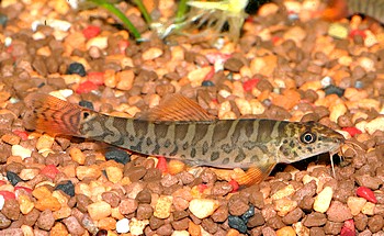 Paracanthocobitis rubidipinnis Sandschmerle