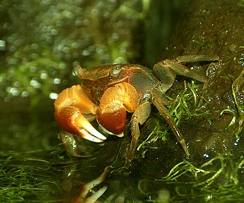 Pseudosesarma crassimanum
