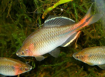 Paratanakia chii Chi-Bitterling