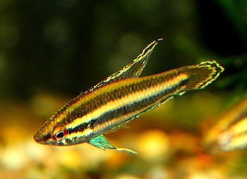 Parosphremenus bintan