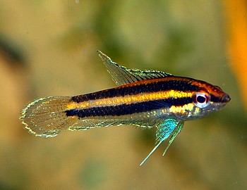 Parosphremenus phoenicurus