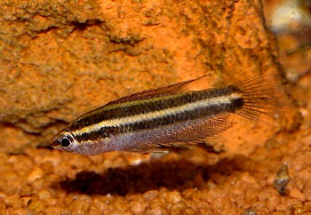 Parosphromenus alfredi 