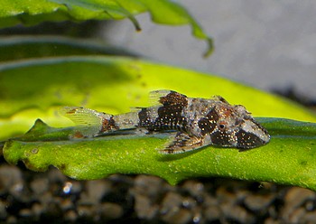 Parotocinclus spec PERU 