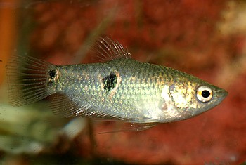 Parasperichthys ocellatus Augenfleck Burma Schokoladengurami