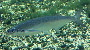 Pelecus cultratus Ziege