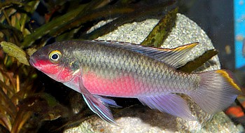 Pelvicachromis pulcher