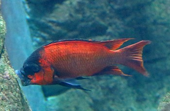 Petrochromis lisachisme 