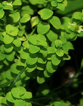 Micranthemum umbrosum, Rundbl�ttriges Perlkraut