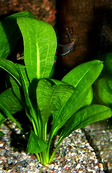 Samolus valerandi, Bachbunge