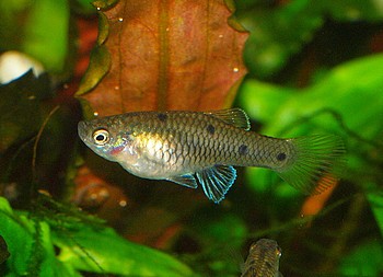 Phallichthys quadripunctata Vierpunktk�rpfling 017