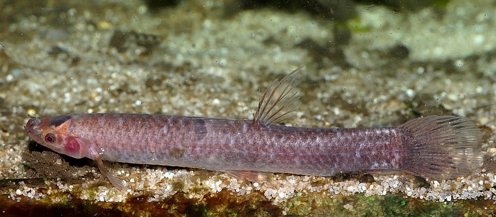 Phractolaemus ansorgii Afrikanischer Schlammfisch 