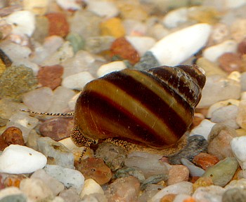 Taia naticoides, Pianoschnecke, S��wasserschnecke