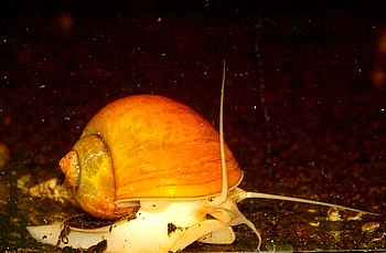 Pomacea canaliculata, Gro�e Apfelschnecke, S��wasserschnecke